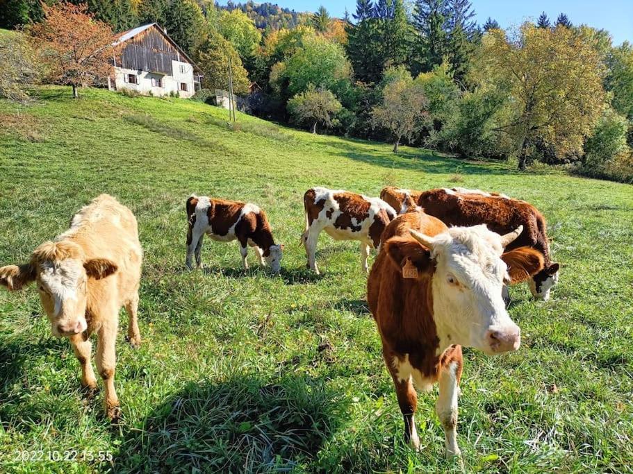 Gite Coeur De Haute-Savoie Viuz-en-Sallaz Esterno foto